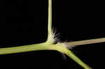 Bearded skeletongrass